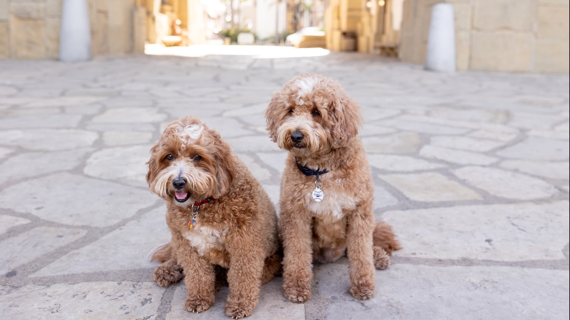 Happy dogs playing together